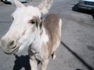 Oatman 3